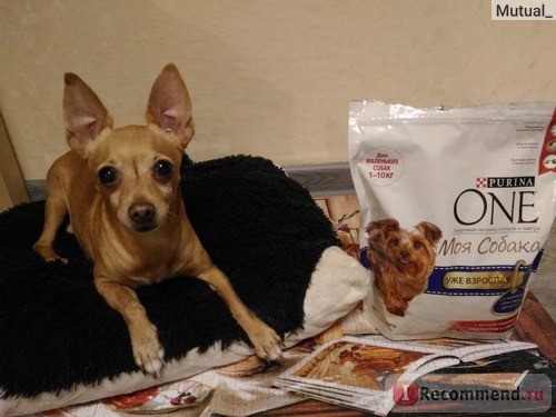 Корм для собак Purina ONE My Dog Is фото