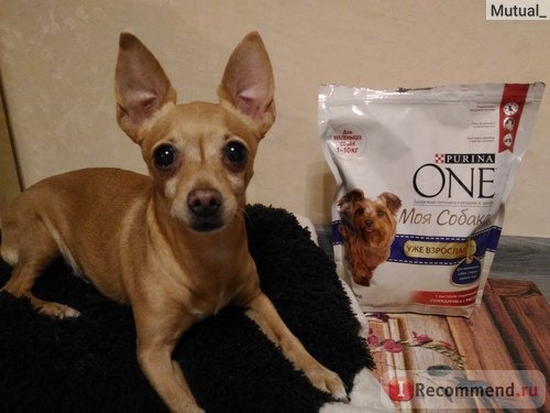 Корм для собак Purina ONE My Dog Is фото