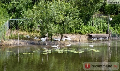 Усадьба Дубровицы / Подольск фото
