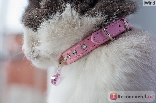 Ошейник Aliexpress Free shipping Personalized Spiked Studded Soft Leather Cat Puppy Dog Collars Pet Products фото