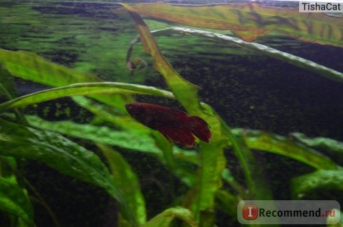 Рыбка петушок / Бойцовая рыбка / Сиамский петушок / Betta Splendens фото