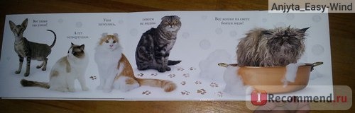 МЯУ. Мэтью Ван Флит фото