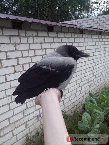 Серая ворона / Corvus Cornix фото