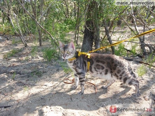 Пюре Бабушкино лукошко Говядина и Кабачок фото