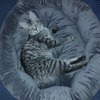 Корм для кошек Orijen Cat&Kitten фото