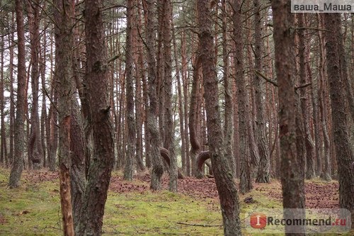 Танцующий лес как добраться отзывы