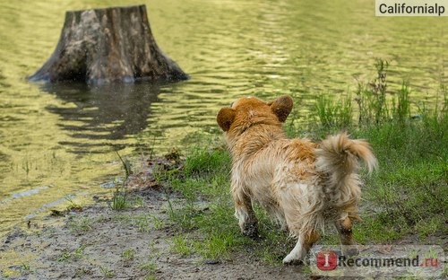 Вельш корги пемброк фото