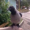 Серая ворона / Corvus Cornix фото