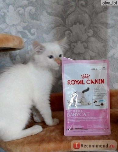 Корм для кошек Royal Canin Mother & Babycat фото