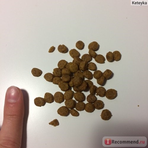 Корм для кошек Purina PRO PLAN Junior Delicate / сухой корм для котят с индейкой и рисом фото