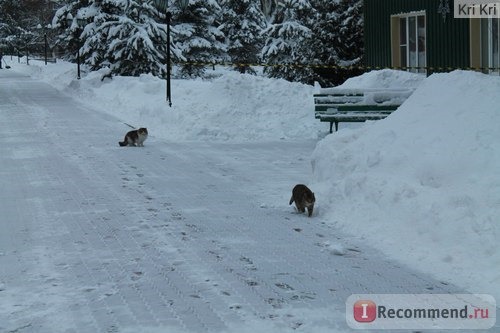 Пансионат 