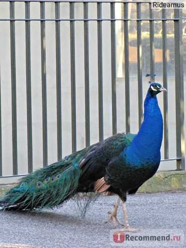 Зоопарк в Риме. Bioparco di Roma фото