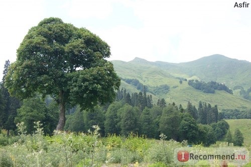 альпийские луга