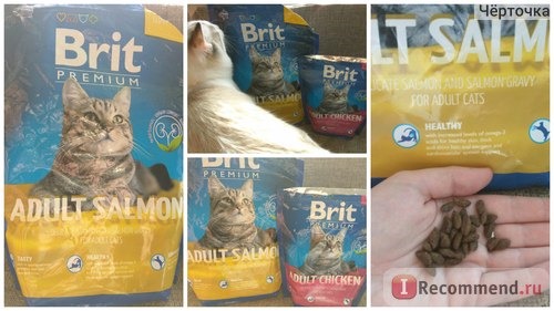 Brit Premium Cat Adult Salmon