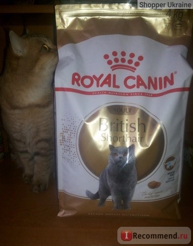 Royal Canin для Британцев фото