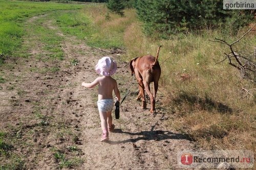 Родезийский риджбек фото