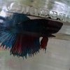 Рыбка петушок / Бойцовая рыбка / Сиамский петушок / Betta Splendens фото