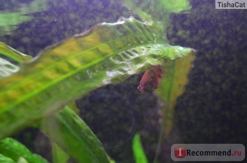 Рыбка петушок / Бойцовая рыбка / Сиамский петушок / Betta Splendens фото