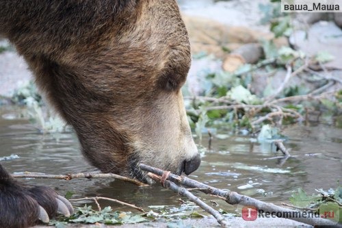 Калининградский зоопарк отзывы