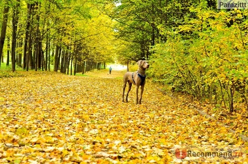 Веймаранер фото