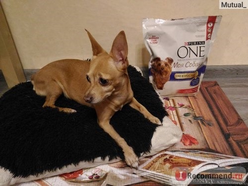 Корм для собак Purina ONE My Dog Is фото