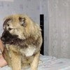 Корм для собак Purina DARLING полнорационный для взрослых фото