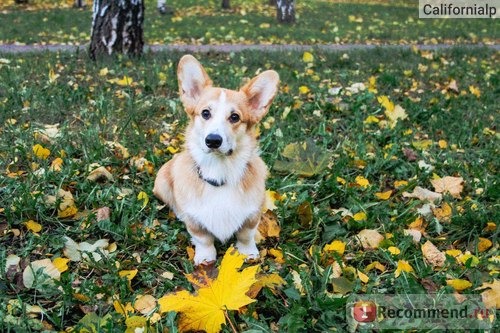 Вельш корги пемброк фото