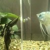 Скалярии / Pterophyllum фото