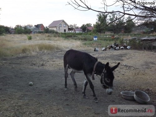 Краснодарский край,ст Должанская,коса Долгая фото