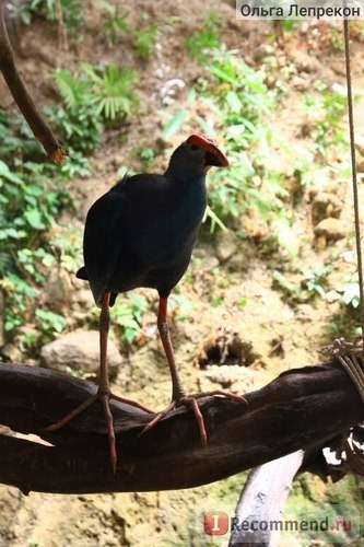 Парк птиц - Phuket Bird Park, Пхукет фото