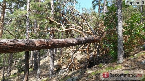 огромная упавшая после поражения молнией сосна захватила с собой березу и молодую сосну