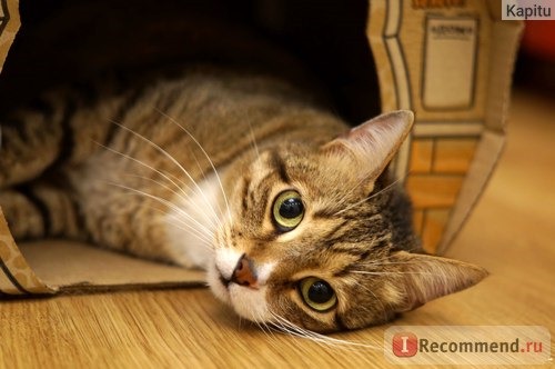 Корм для кошек Chicopee Adult Cat Castrate сухой для кастрированных котов и стерилизованных кошек с курицей фото