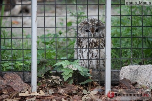 Калининградский зоопарк отзывы