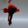 Рыбка петушок / Бойцовая рыбка / Сиамский петушок / Betta Splendens фото