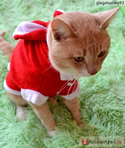 Одежда для собак Aliexpress 2015 New Pet Dog Cat Cute Bunny Clothes Warm Clothes Autumn Winter Puppy Costumes Apparel Christmas Gift фото