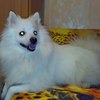 Немецкий белый шпиц - это моя собака