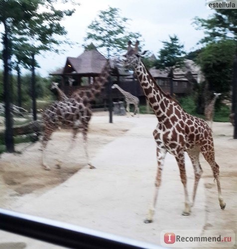 Парк Everland (Эверлэнд), Южная Корея фото