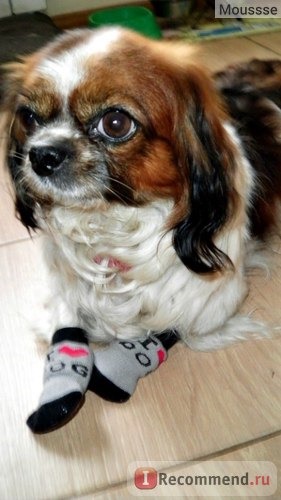 Одежда для собак Miniinthebox My Dear Dog Anti-Skid Socks for Dogs (S-L, Assorted Colors) фото