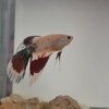 Рыбка петушок / Бойцовая рыбка / Сиамский петушок / Betta Splendens фото