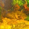 Астронотус / Astronotus ocellatus фото