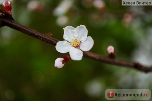 Sony 30mm f/3.5 Macro фото