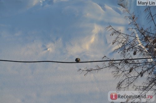 максимальное приближение (фотоохота за воробьем)