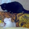Тоже моя кошка