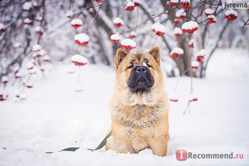 Чау-чау фото