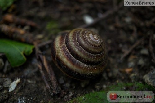 Sony 30mm f/3.5 Macro фото