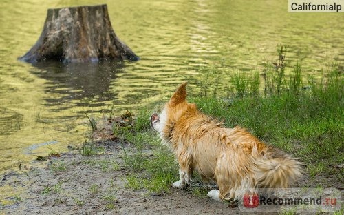 Вельш корги пемброк фото