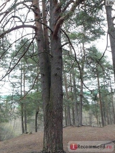 Волшебное дерево