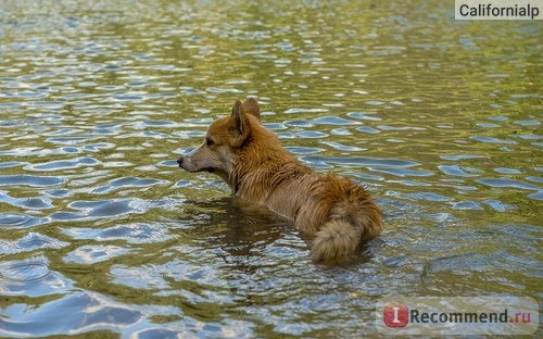 Вельш корги пемброк фото