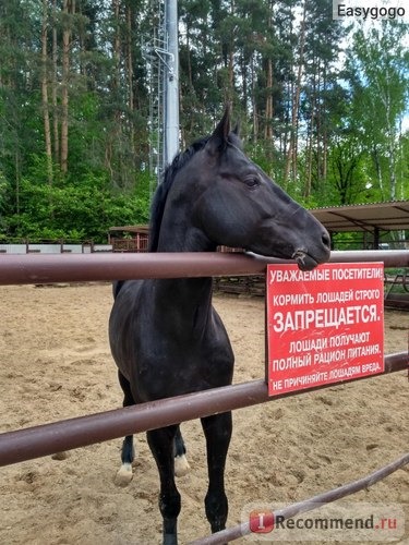 Конно-спортивный клуб Фаворит , Подольск фото