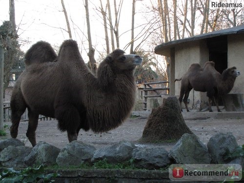 Зоопарк в Риме. Bioparco di Roma фото